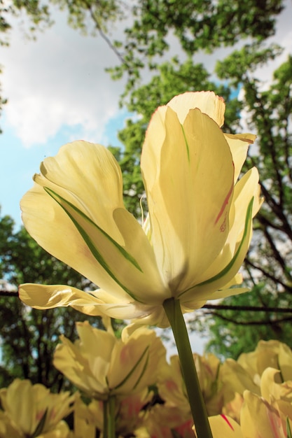 Foto gratuita el campo de tulipanes en holanda