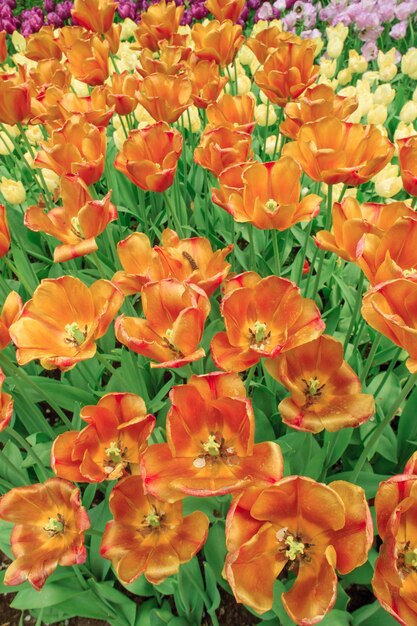 El campo de tulipanes en Holanda