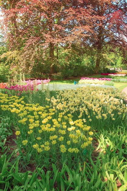 Foto gratuita el campo de tulipanes en holanda