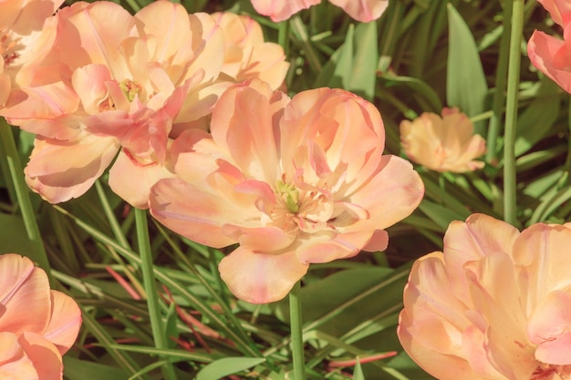 El campo de tulipanes en Holanda