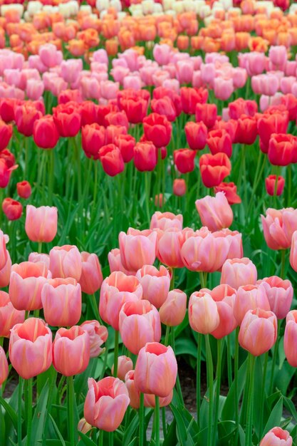 El campo de tulipanes en Holanda