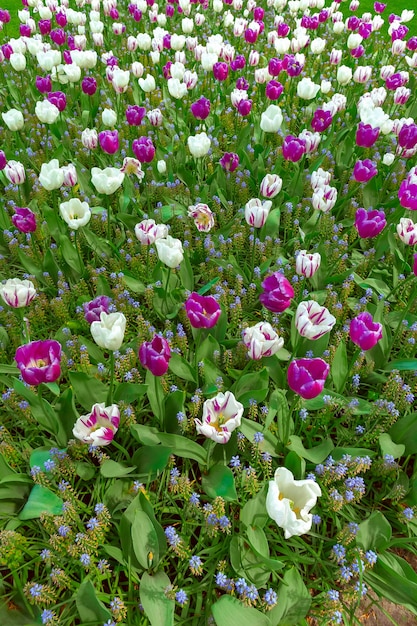 Campo de tulipanes en el jardín de flores de Keukenhof, Lisse, Holanda, Holanda