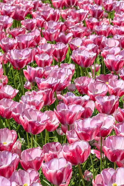 Foto gratuita campo de tulipanes en el jardín de flores de keukenhof, lisse, holanda, holanda