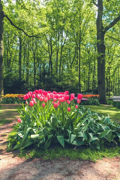 Campo de tulipanes en el jardín de flores de Keukenhof, Lisse, Holanda, Holanda