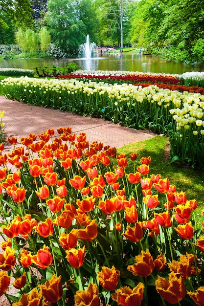 Campo de tulipanes en los jardines de Keukenhof, Lisse, Holanda