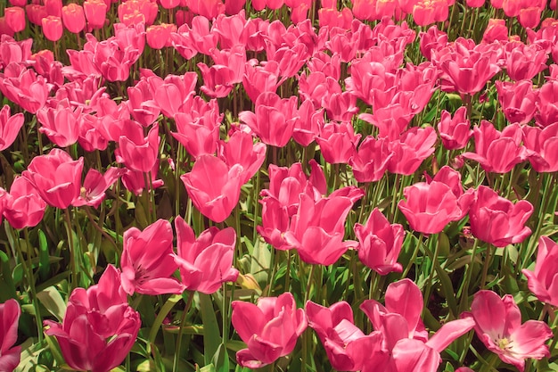 Campo de tulipanes en los jardines de Keukenhof, Lisse, Países Bajos