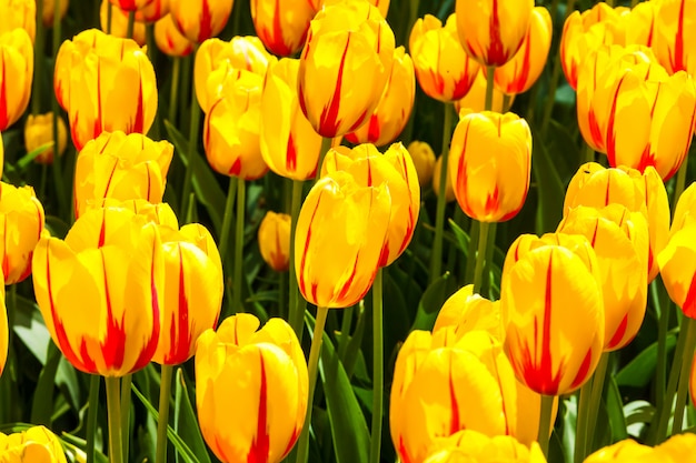 Campo de tulipanes en los jardines de Keukenhof, Lisse, Países Bajos