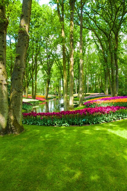 Campo de tulipanes en los jardines de Keukenhof, Lisse, Países Bajos