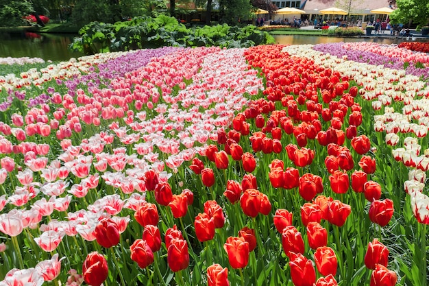 Campo de tulipanes en los jardines de Keukenhof, Lisse, Países Bajos