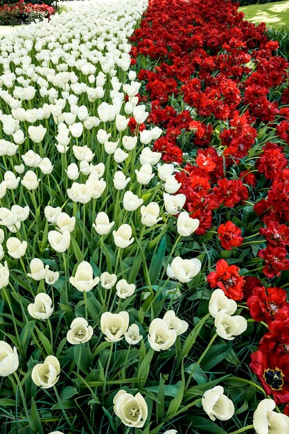 Campo de tulipanes en los jardines de Keukenhof, Lisse, Países Bajos