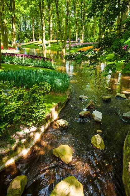 Foto gratuita campo de tulipanes en los jardines de keukenhof, lisse, países bajos