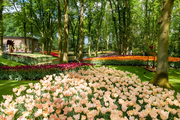 Campo de tulipanes en los jardines de Keukenhof, Lisse, Países Bajos