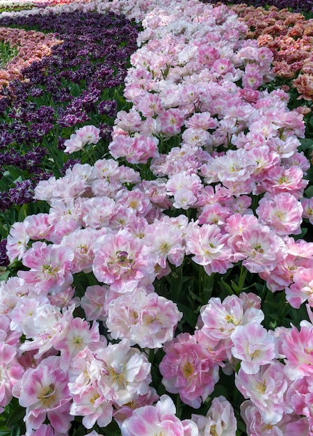 Campo de tulipanes en los jardines de keukenhof, lisse, países bajos