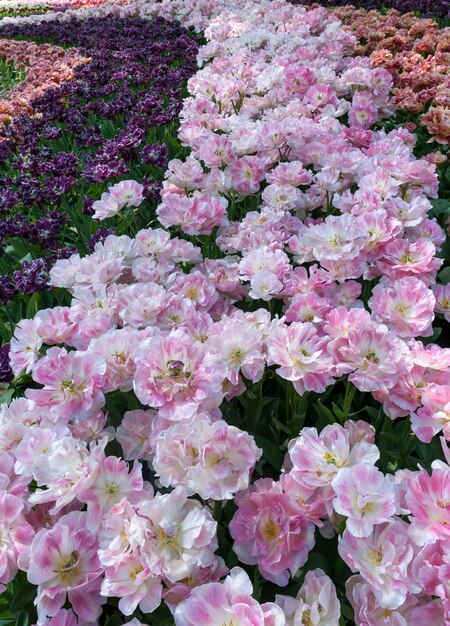 Campo de tulipanes en los jardines de Keukenhof, Lisse, Países Bajos