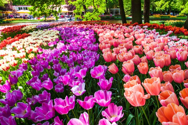 Campo de tulipanes en los jardines de Keukenhof, Lisse, Países Bajos