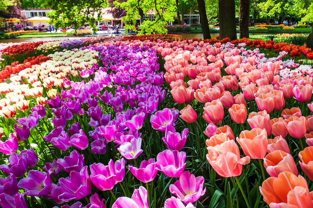 Campo de tulipanes en los jardines de Keukenhof, Lisse, Países Bajos