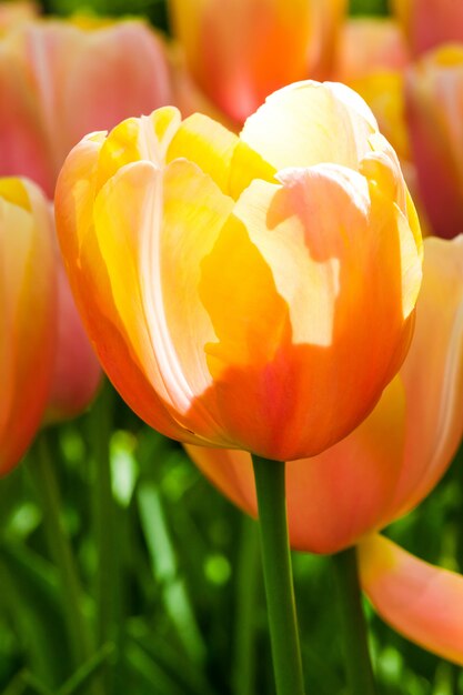 Campo de tulipanes en los jardines de Keukenhof, Lisse, Países Bajos