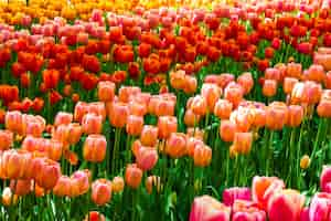 Foto gratuita campo de tulipanes en los jardines de keukenhof, lisse, países bajos