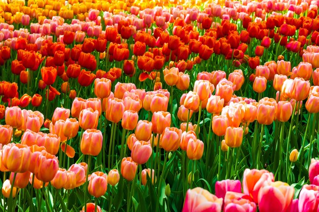 Campo de tulipanes en los jardines de Keukenhof, Lisse, Países Bajos