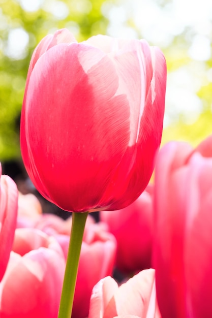 Campo de tulipanes en los jardines de Keukenhof, Lisse, Países Bajos