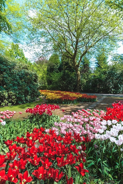 Campo de tulipanes en los jardines de Keukenhof, Lisse, Países Bajos