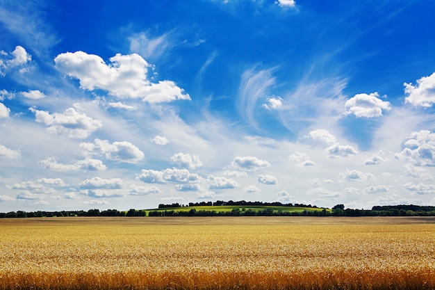 Campo de verano contra el cielo azul. Precioso paisaje.