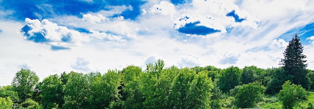 Campo de verano contra el cielo azul. Precioso paisaje.