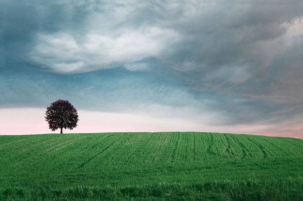 Campo verde con un árbol