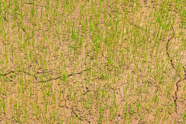 Campo verde del arroz.