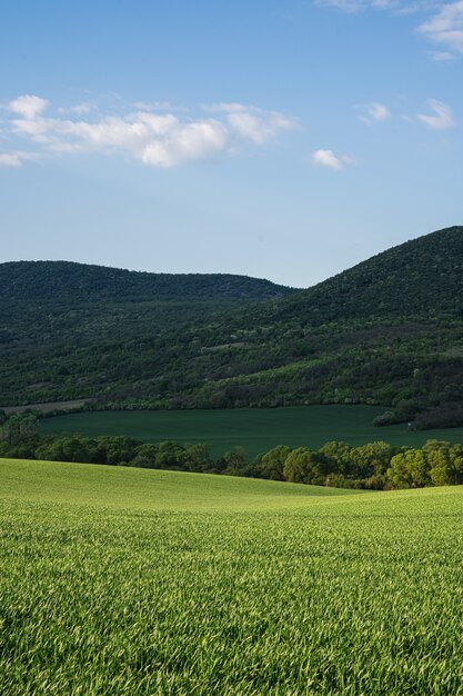 Campo verde en el campo bajo el cielo azul brillante con colinas