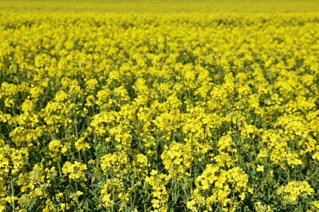 Campo con violación (Brassica napus) (Brassica napus)