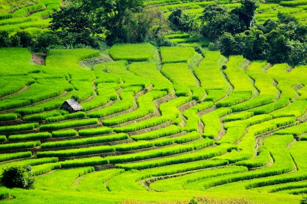 Foto gratuita campos agrícolas en cascada