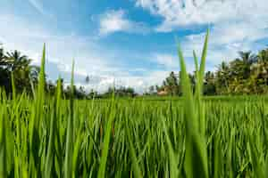 Foto gratuita campos de arroz en ubud