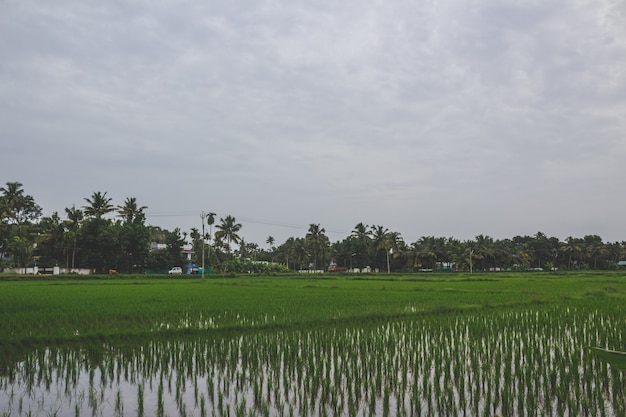 Foto gratuita campos de arroz