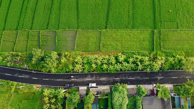 Los campos en Bali son fotografiados desde un avión no tripulado