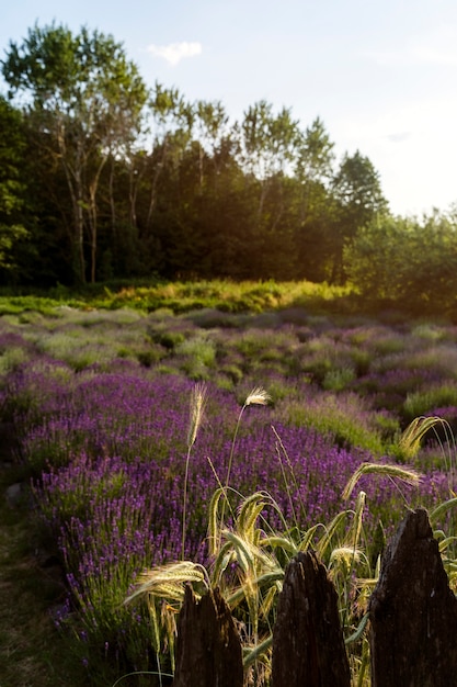 Campos de lavanda paisaje natural