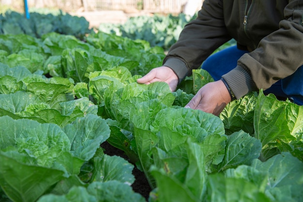 Campos de riego de agricultores de repollo en huerta