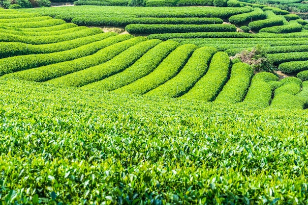 Campos de té