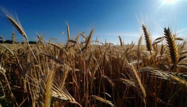 Campos de trigo dorado maduran bajo el sol de verano generado por IA