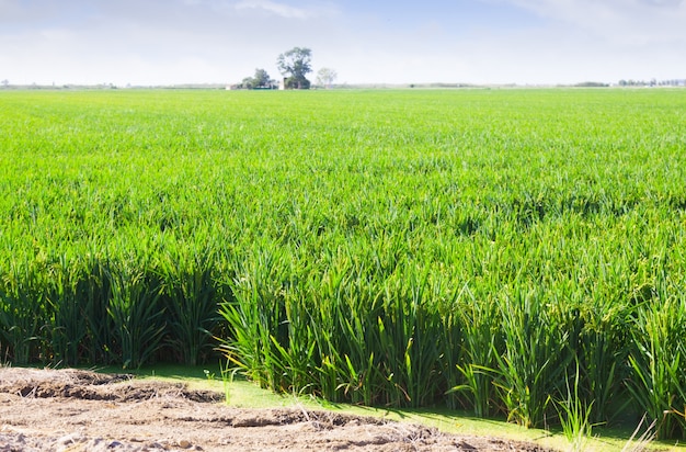 Campos verdes de arroz