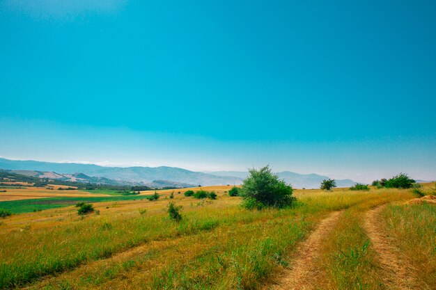 Campos verdes bajo el sol de verano