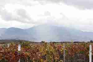 Foto gratuita campos de viñas y día nublado