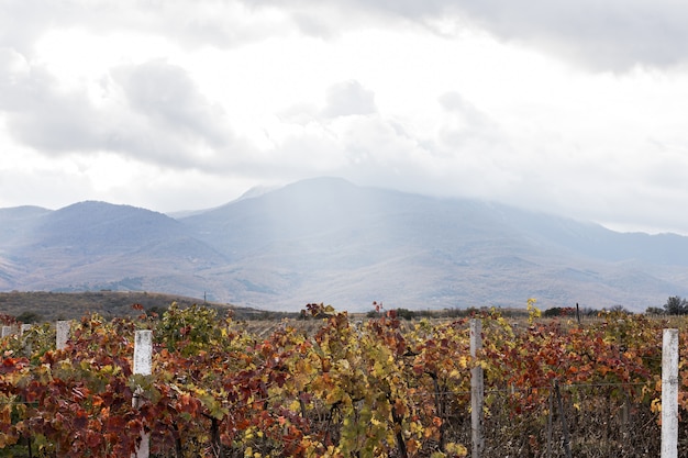 Campos de viñas y día nublado