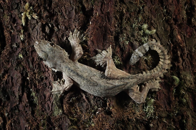 Camuflaje de gecko volador en madera primer plano de gecko volador en el árbol