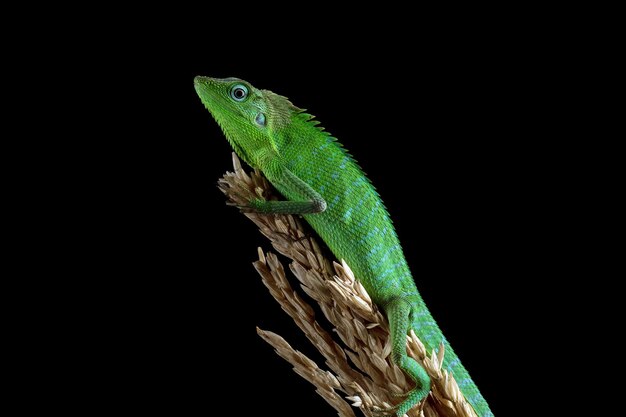 Camuflaje de lagarto Jubata verde bebé en hojas verdes con fondo negro Lagarto verde bebé lindo