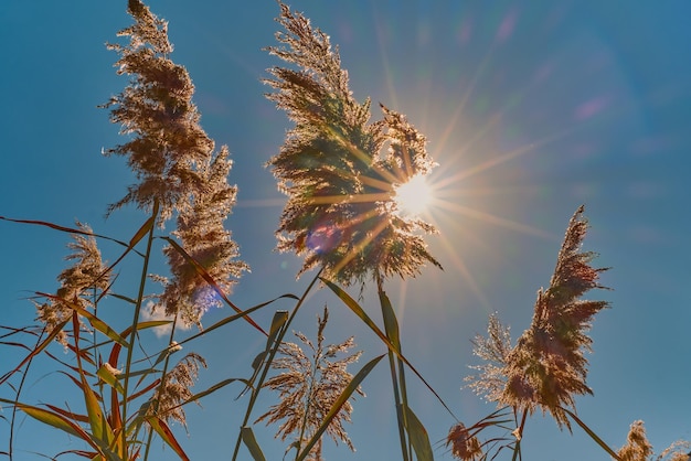 Cañas en un día soleado en un campo de cañas amarillas El sol brilla a través de las cañas hacia el marco Los brillantes rayos de luz se centran en las cañas en el centro de la idea del marco para el fondo o el interior