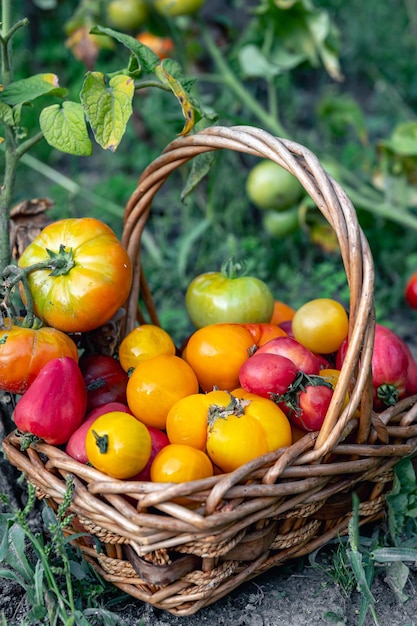 Una canasta llena de tomates cerca de las plantas de tomates