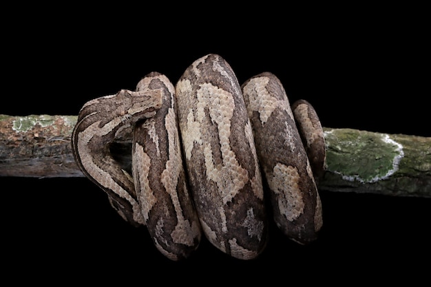 Candoia tierra boa serpiente Candoia carinata closeup cabeza sobre fondo negro