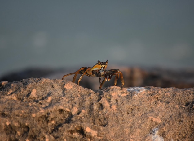 Cangrejo de caparazón blando caminando sobre una roca.