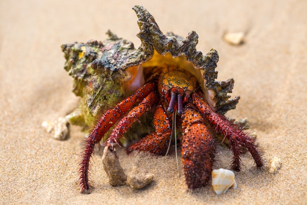 Foto gratuita cangrejo ermitaño en la playa